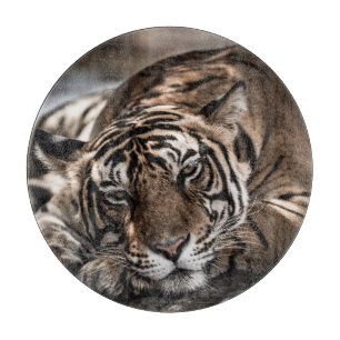 Ranthambourtiger: nah-up fine art. schneidebrett