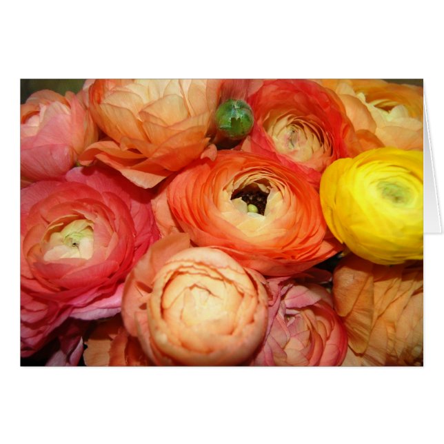 Ranunculus (Vorderseite (Horizontal))