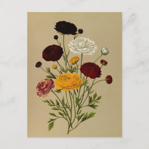 Ranunculus Asiaticus Doublé Persian Ranunculus Postkarte