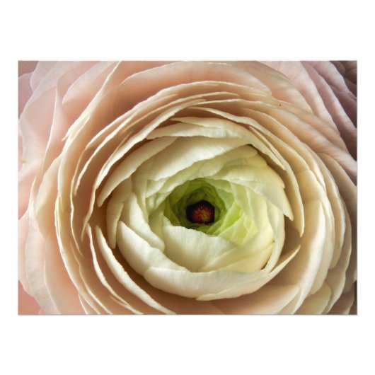Ranunculus-Blume Fotodruck (Vorne)