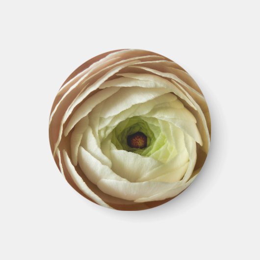 Ranunculus Blume Magnet (Vorne)