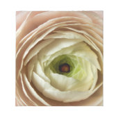 Ranunculus-Blume Notizblock (Vorderseite)