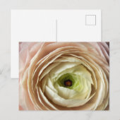 Ranunculus-Blume Postkarte (Vorne/Hinten)