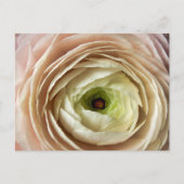 Ranunculus-Blume Postkarte (Vorderseite)