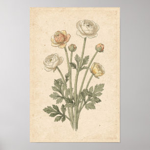 Ranunculus Botanischer Druck Poster