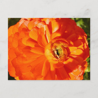 Ranunculus MS Awareness Postcard Postkarte