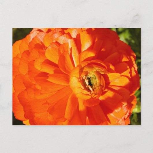 Ranunculus MS Awareness Postcard Postkarte (Vorderseite)
