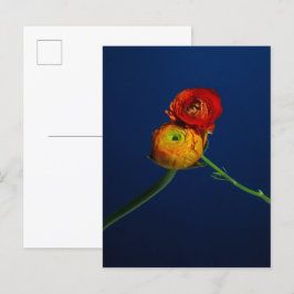 Ranunculus Postcard Postkarte