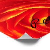 Ranunculus Poster (Ecke)