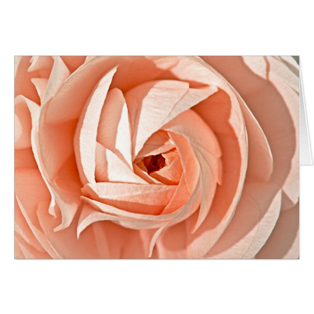 Ranunculus Swirl (Vorderseite (Horizontal))