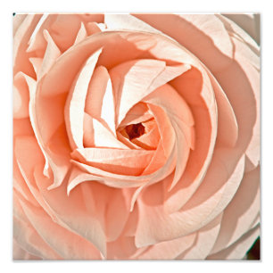 Ranunculus Swirl Fotodruck