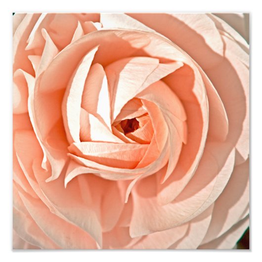 Ranunculus Swirl Fotodruck (Vorne)