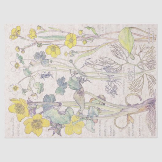 Ranunculus-Wildblume-Blumen-Seidenpapier Seidenpapier (Vorderseite)