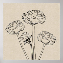 Ranunculus Zeichnend Leinwand Blume Poster