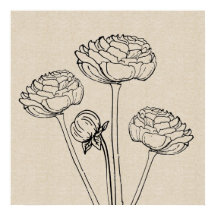 Ranunculus Zeichnend Leinwand Blume Poster