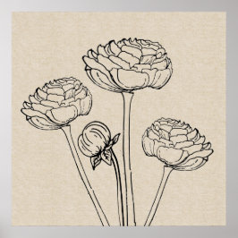 Ranunculus Zeichnend Leinwand Blume Poster