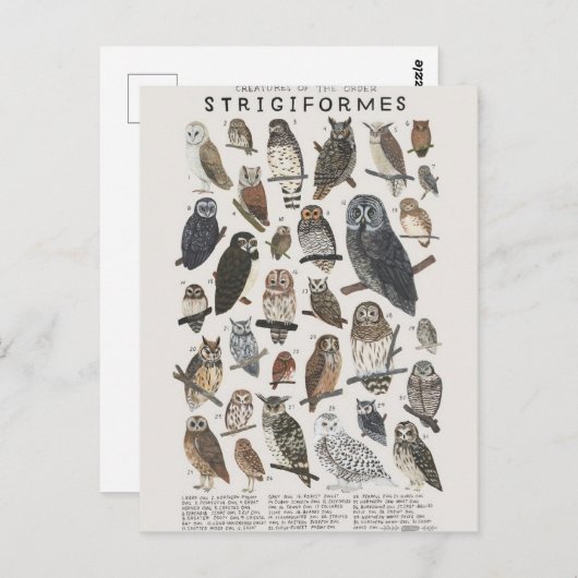 Rapaces nocturnes chouettes et hiboux postkarte (Vorne/Hinten)