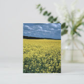 Rapeseed, Wiltshire, England Postkarte (Stehend Vorderseite)