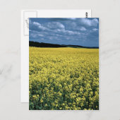 Rapeseed, Wiltshire, England Postkarte (Vorne/Hinten)