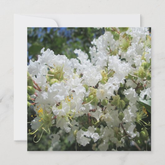 Raps Myrte Tree Nah Einladung (Vorderseite)