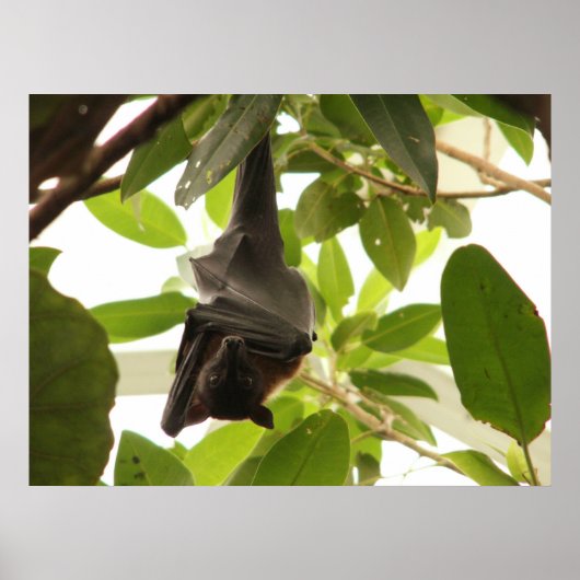 Raps Obstschale Poster (Vorne)