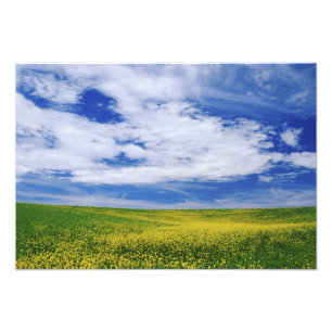 Raps- oder Senfblumenfeld, Palouse Fotodruck