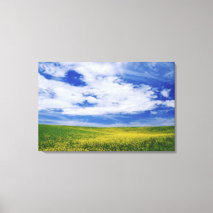 Raps- oder Senfblumenfeld, Palouse Leinwanddruck