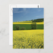 Rapsfeld bei Bavenhausen, Deutschland Postkarte (Vorne/Hinten)