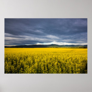 Rapsfeld im Morgenlicht im Flathead Poster
