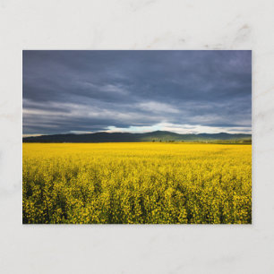 Rapsfeld im Morgenlicht im Flathead Postkarte