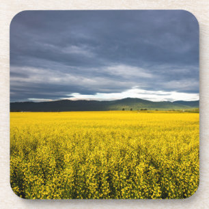 Rapsfeld im Morgenlicht im Flathead Untersetzer