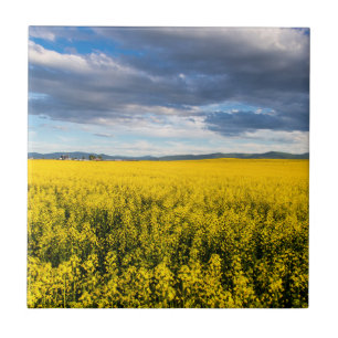 Rapsfeld im späten Abendlicht Fliese