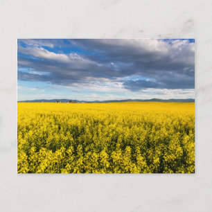 Rapsfeld im späten Abendlicht Postkarte