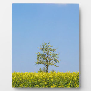 Rapsfeld mit Apfelbaum und blauem Himmel Fotoplatte