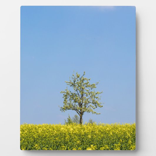 Rapsfeld mit Apfelbaum und blauem Himmel Fotoplatte (Vorderseite)