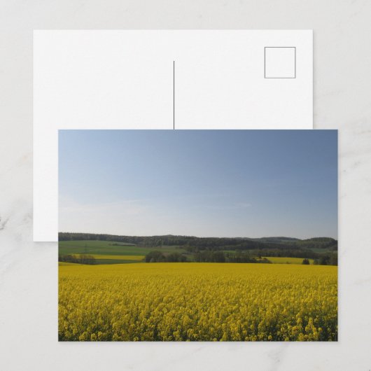 Rapsfeld Postkarte (Vorne/Hinten)