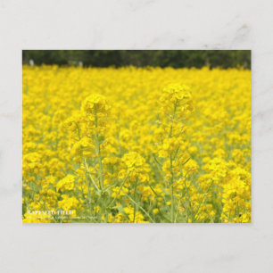 Rapsfeld:Postkarte Postkarte