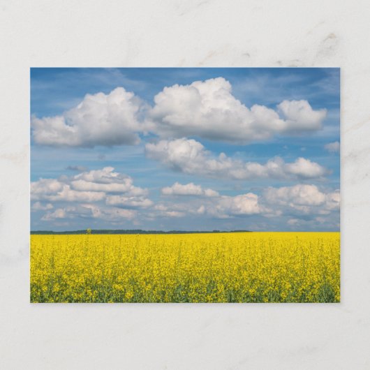 Rapsfeld & Wolken Postkarte (Vorderseite)