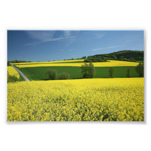 Rapssamenfeld nahe Bavenhausen, Deutschland Fotodruck