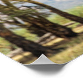 Raptor im Flug über Acacia Trees Poster (Ecke)