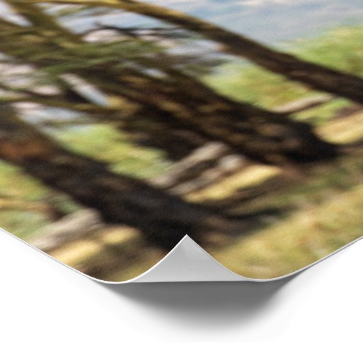 Raptor im Flug über Acacia Trees Poster (Ecke)