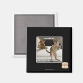 Raptor Kitten Magnet (Vorderseite/Rückseite)