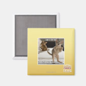 Raptor Kitten Magnet (Vorderseite/Rückseite)