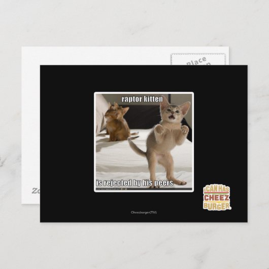 Raptor Kitten Postkarte (Vorne/Hinten)
