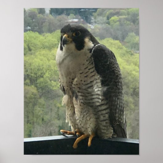 Raptor Poster (Vorne)