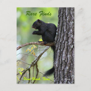 Rare Finds Postkarte