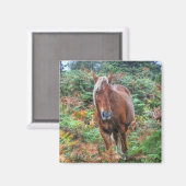 Rare Palomino New Forest Pony & Bracken - England Magnet (Vorderseite/Rückseite)