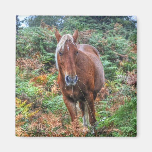 Rare Palomino New Forest Pony & Bracken - England Magnet (Vorne)