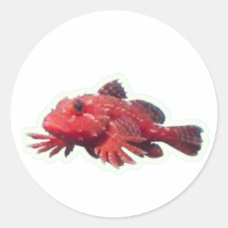 ​Rare Red Handfish Walking Fish - Unique Marine Wi Runder Aufkleber