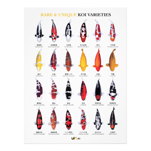 Rare & Unique Koi Varieties Poster (Vorne)